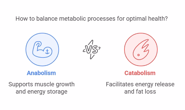 Anabolism vs catabolism