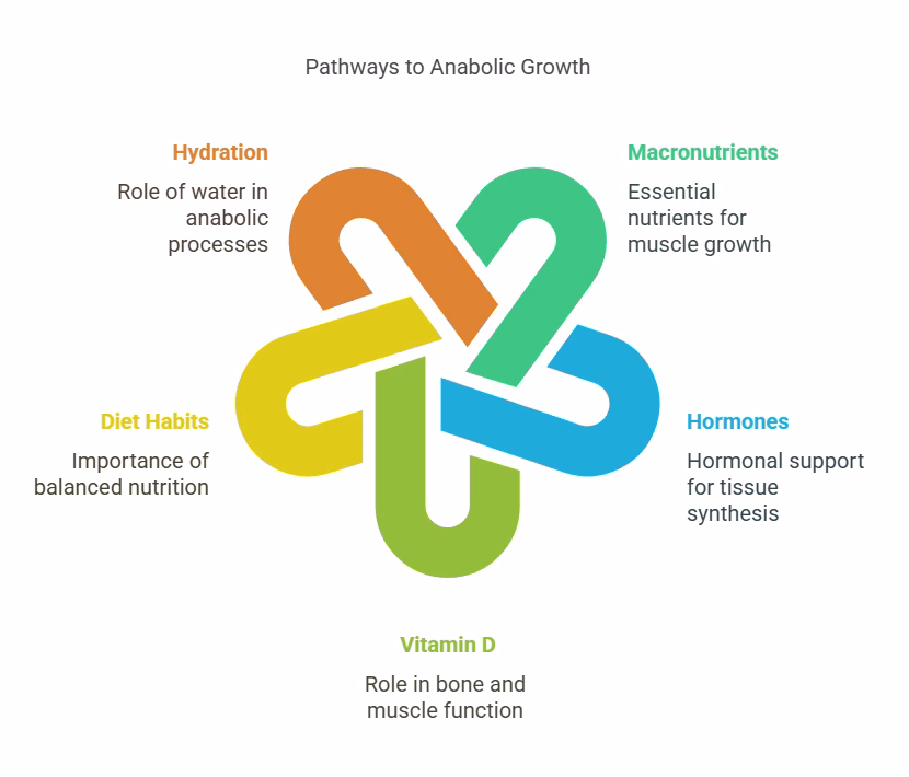 Anabolism vs catabolism