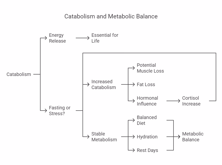 Anabolism vs catabolism